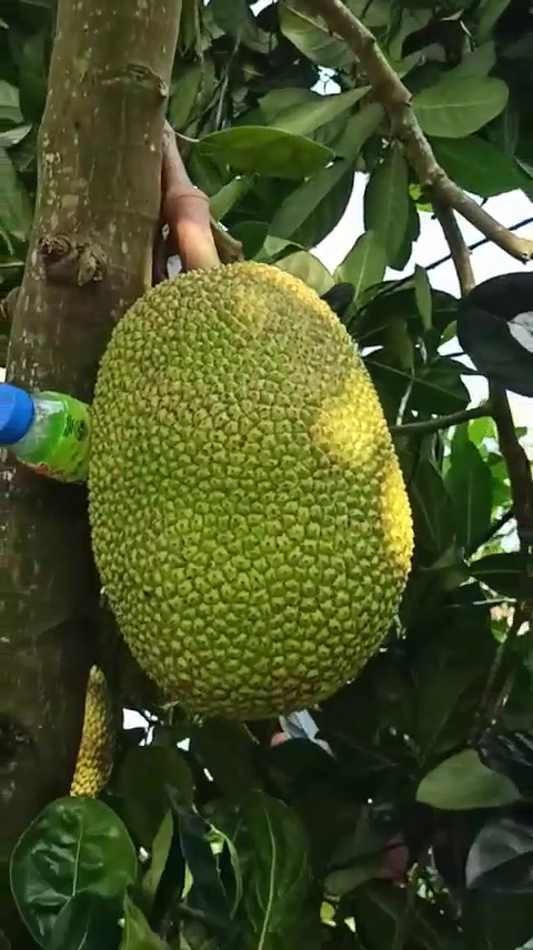 Phân bón hiệu Con Lười F35, mít