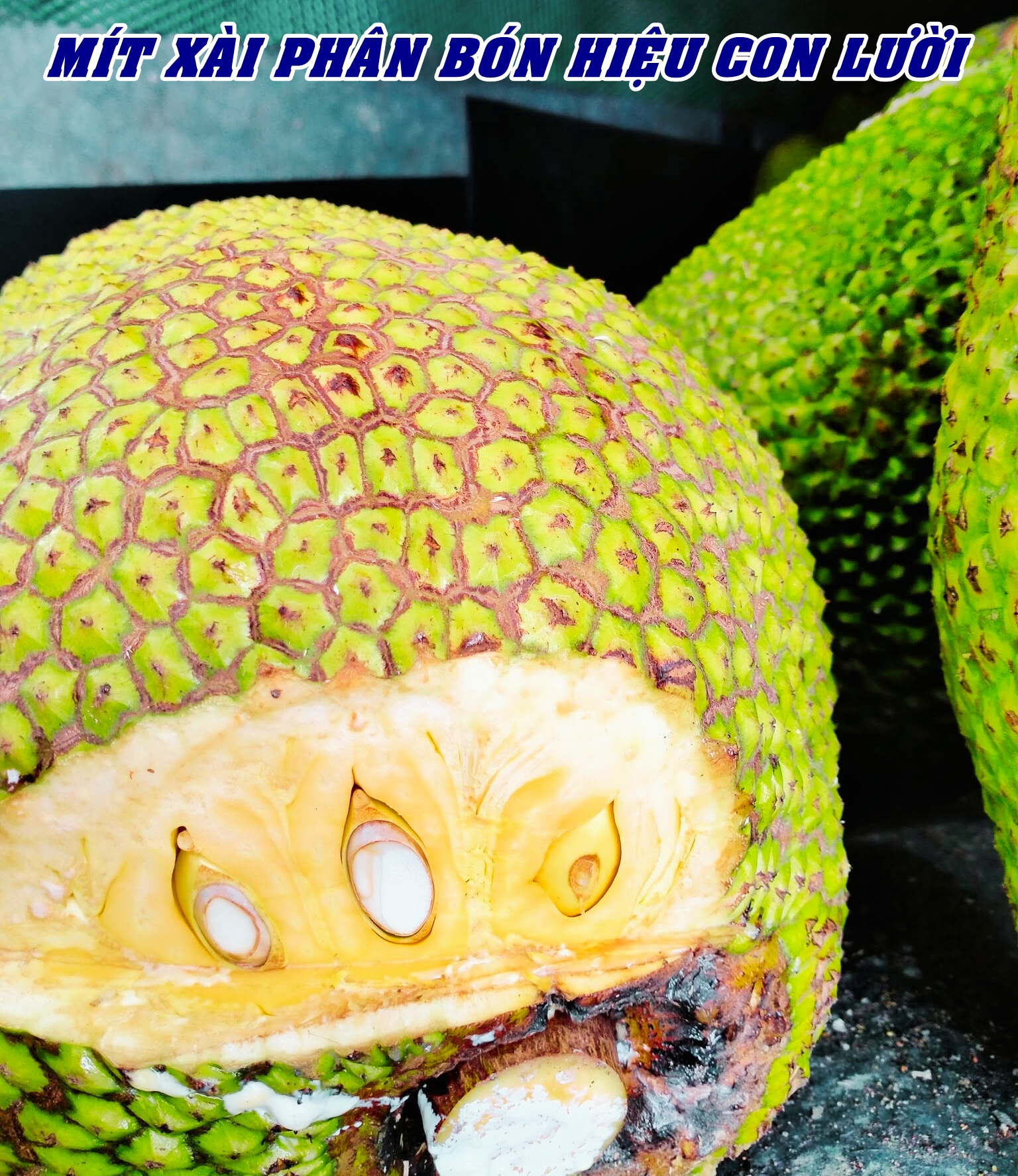 Phân bón hiệu Con Lười F35