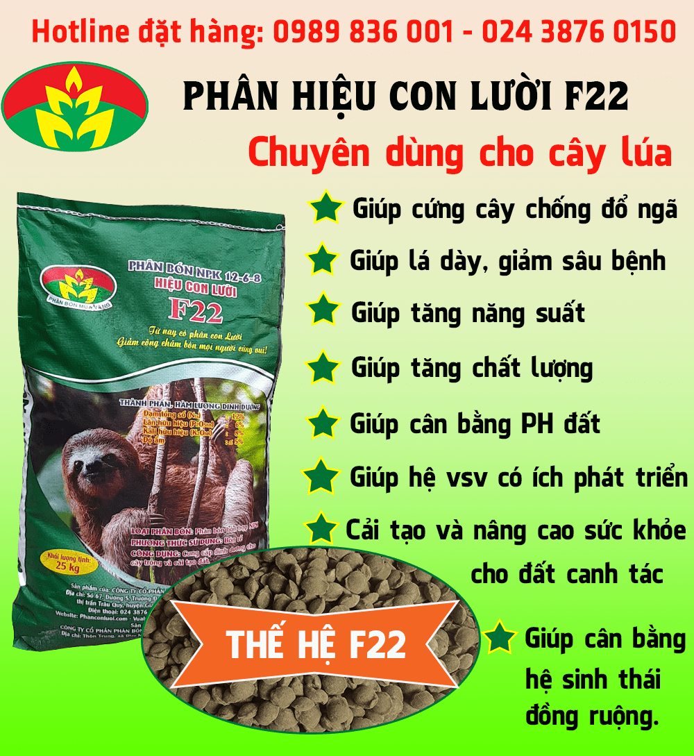 phân hiệu Con Lười, lúa OM18