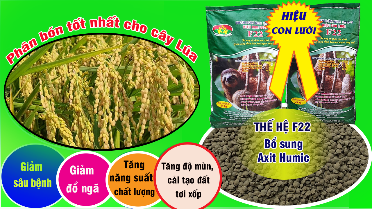 Lúa DS1, phân bón hiệu Con Lười,