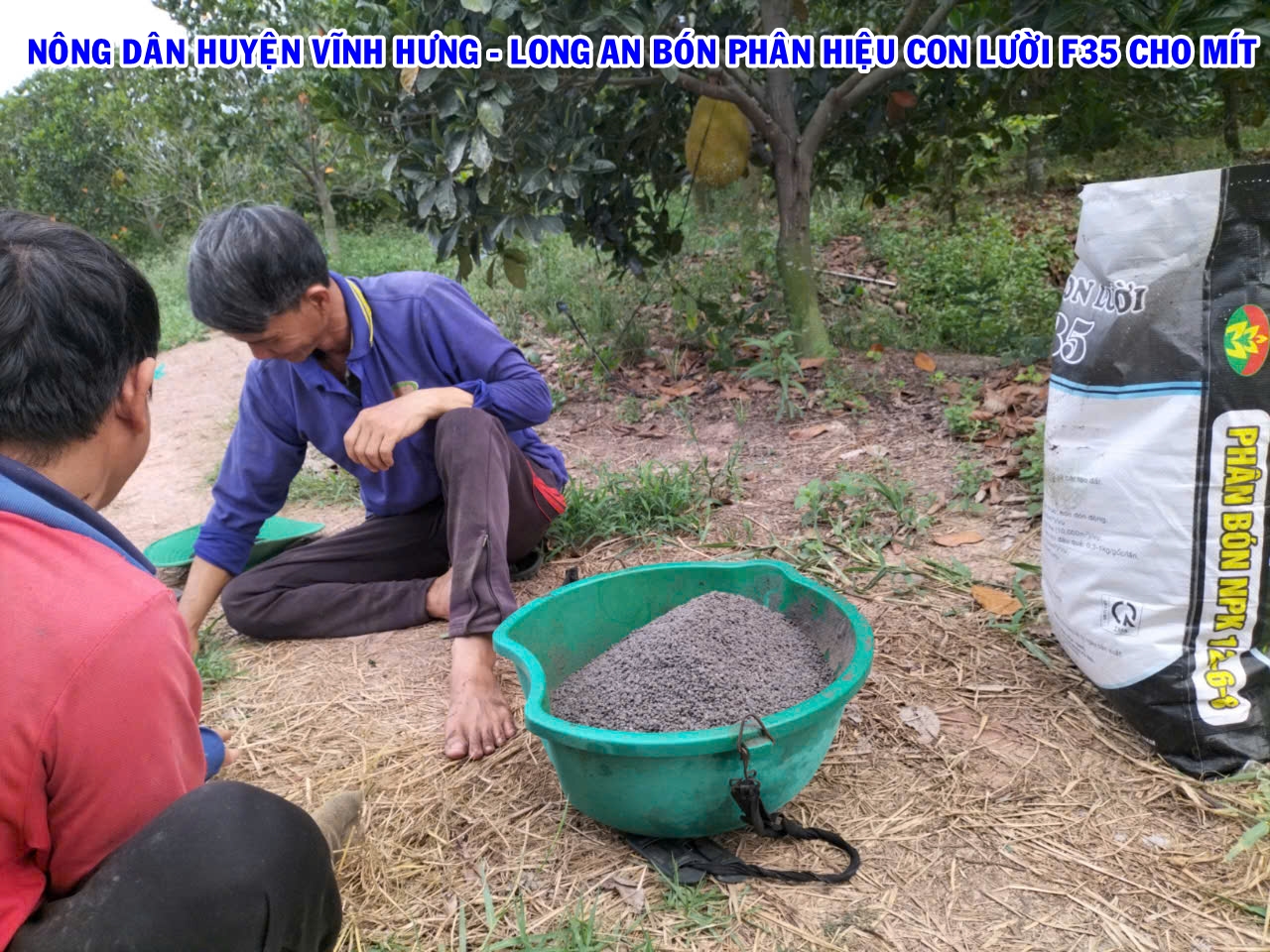Phân bón hiệu Con Lười F35, mít