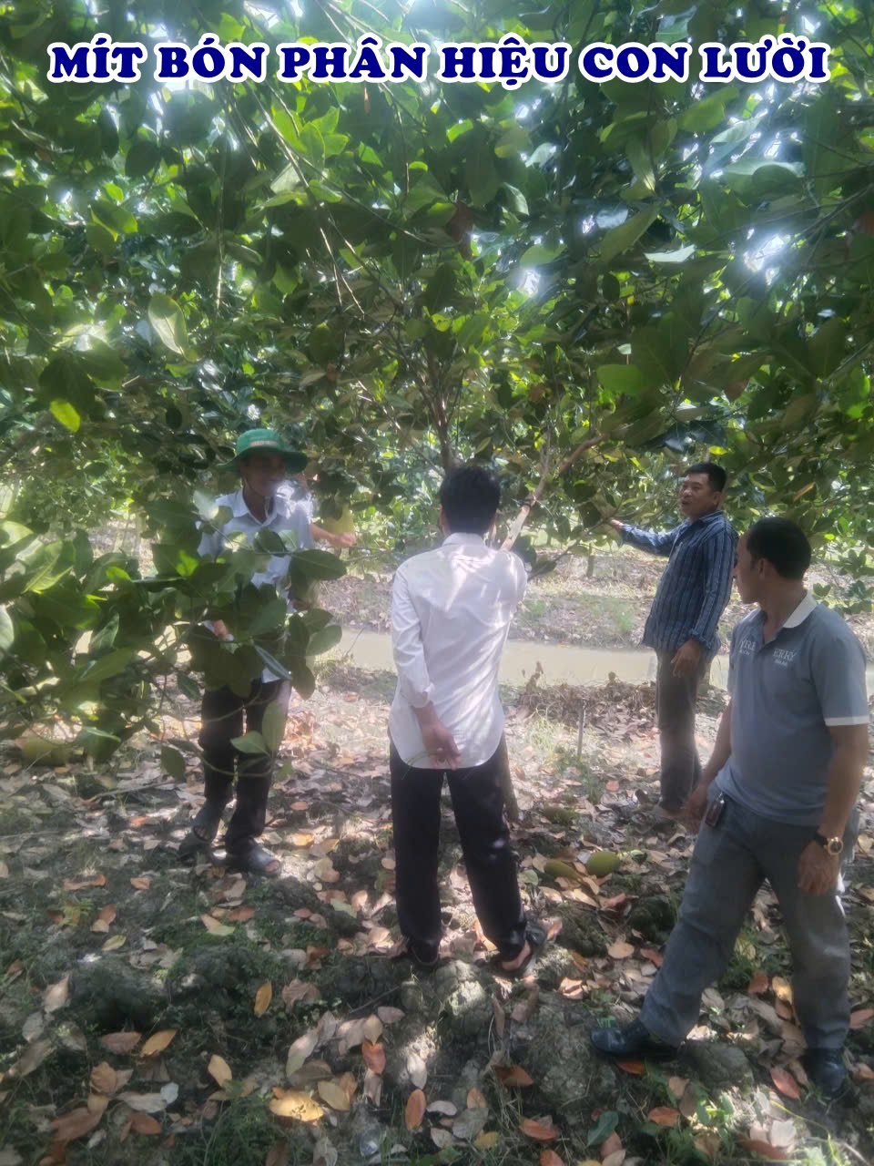 Phân bón hiệu Con Lười