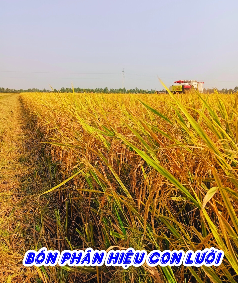 Phân bón hiệu Con Lười, lúa OM18