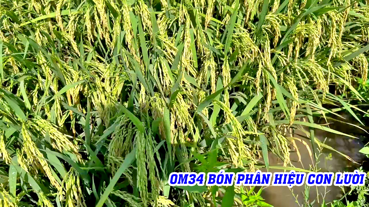 ph&acirc;n b&oacute;n hiệu con lười, om34