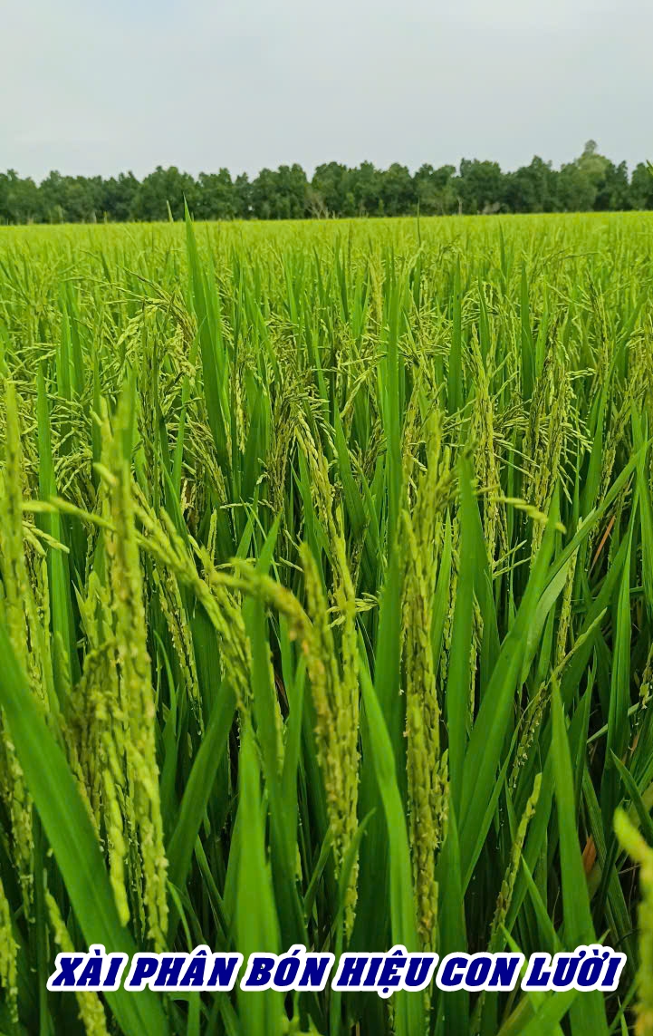 Ph&acirc;n b&oacute;n hiệu Con Lười F35