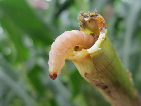 Sâu đục thân 2 chấm, Phân bón hiệu Con Lười, cây lúa, lúa