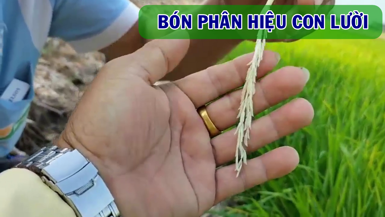 Phân bón hiệu Con Lười, lúa