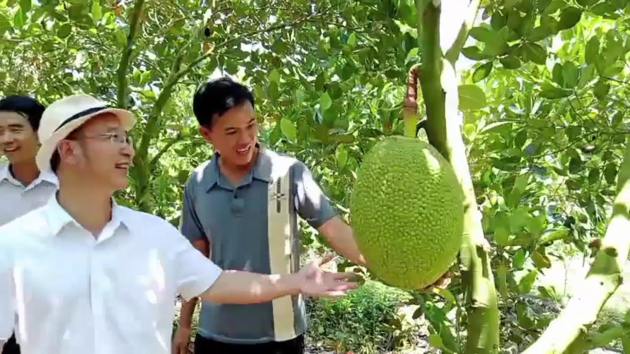 Phân bón hiệu Con Lười, cây mít