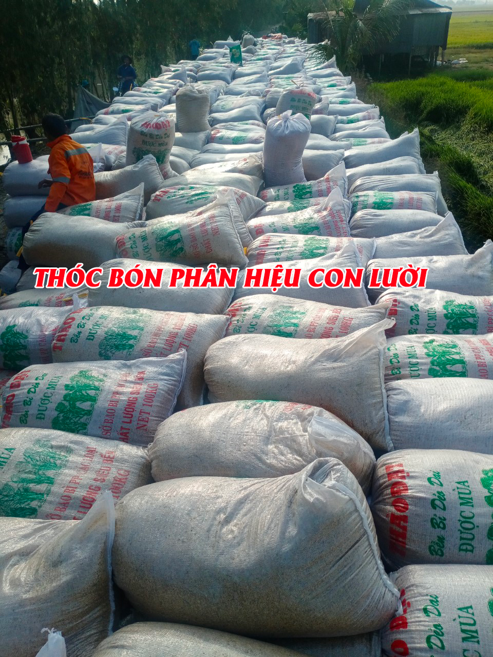 Phân bón hiệu Con Lười, thu hoạch lúa tại Miền Tây