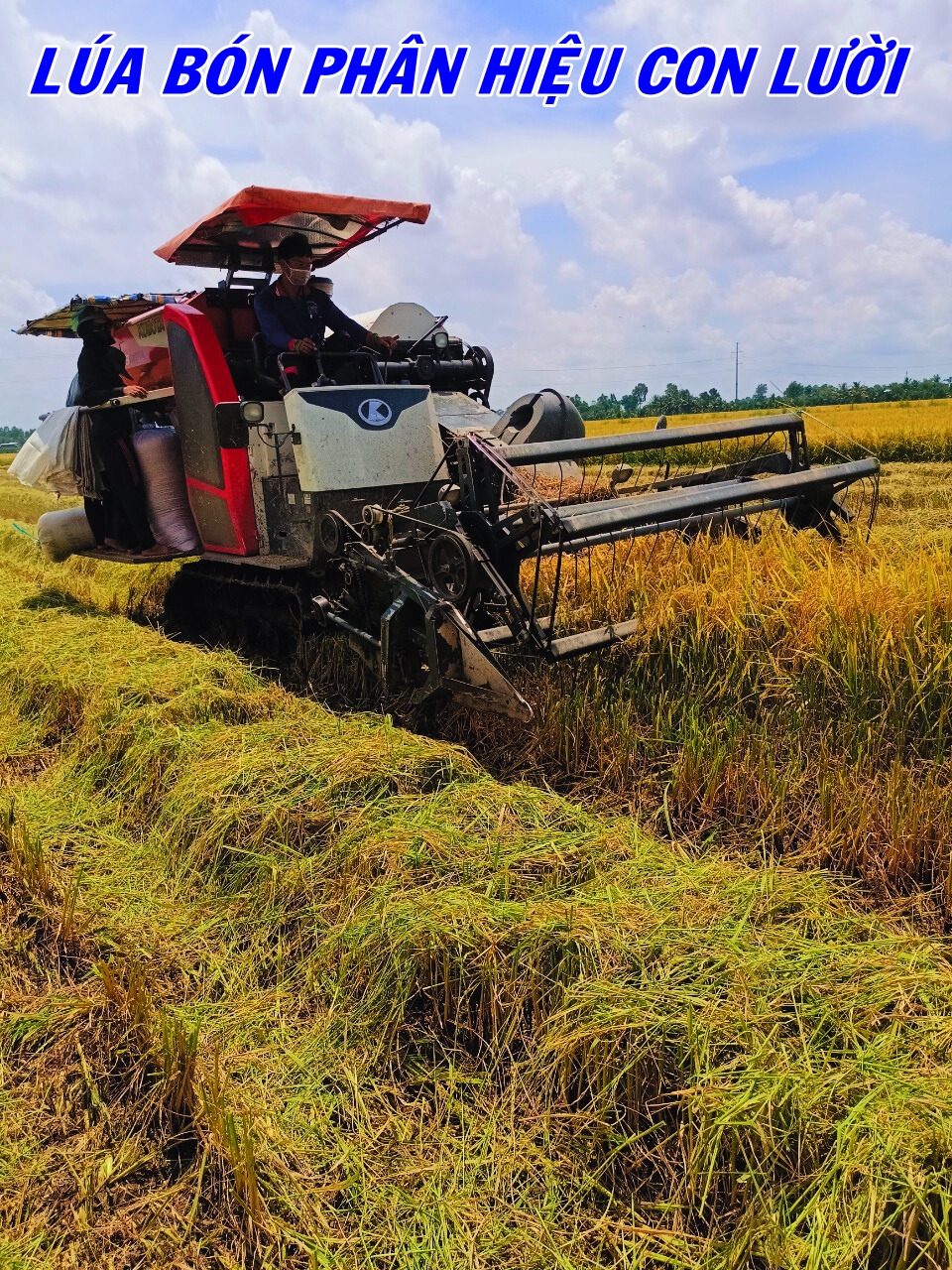 Phân bón hiệu Con Lười, lúa Om18