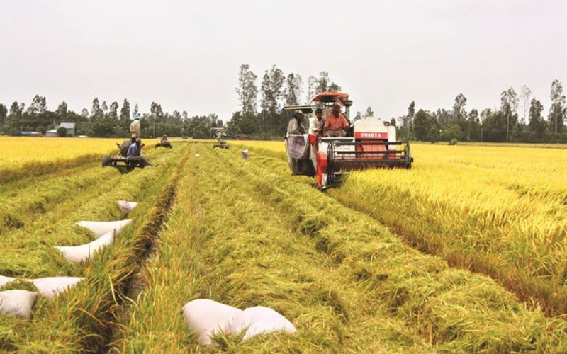 Phân bón hiệu Con Lười, nông dân trồng lúa