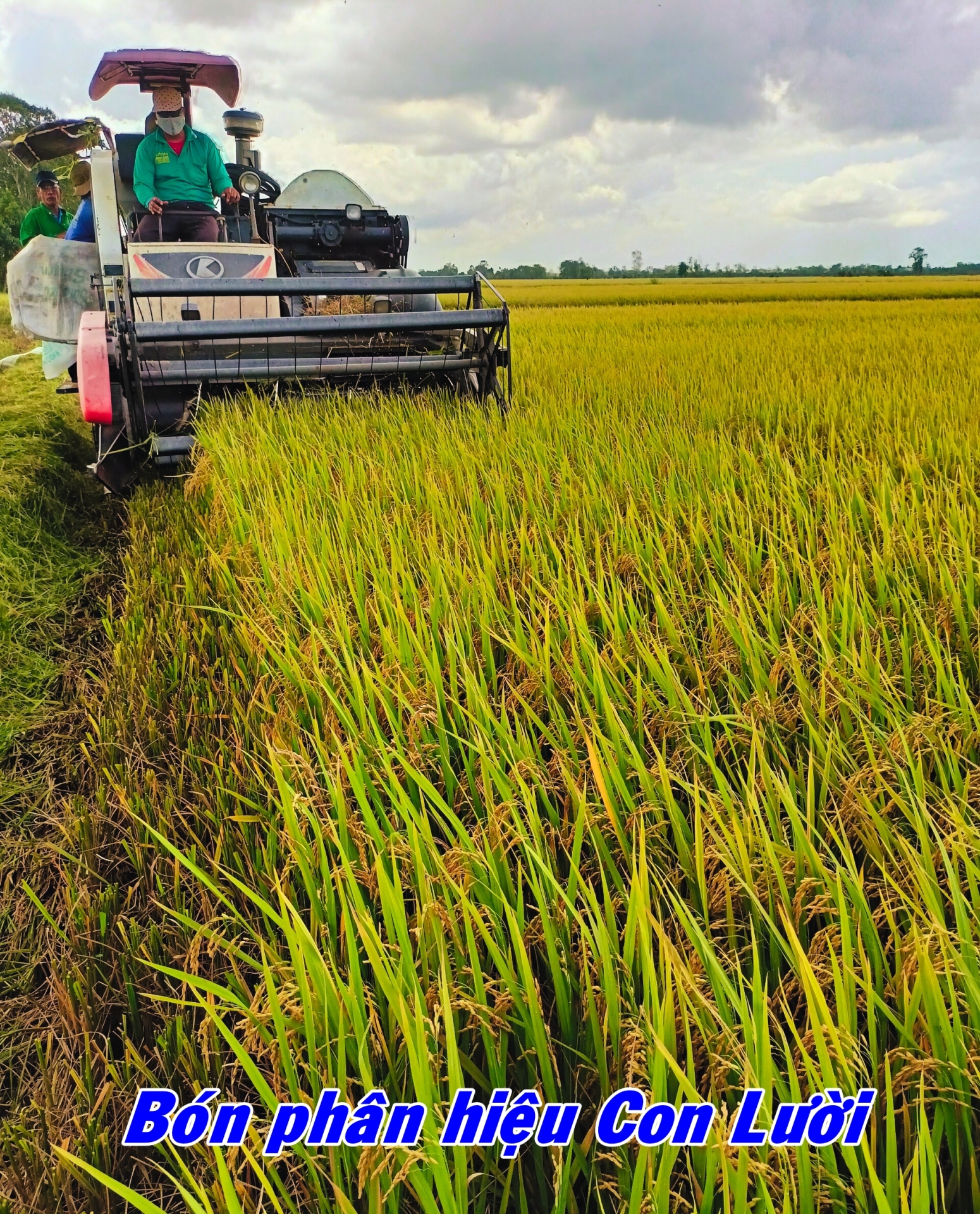 Phân bón hiệu Con Lười, nông dân