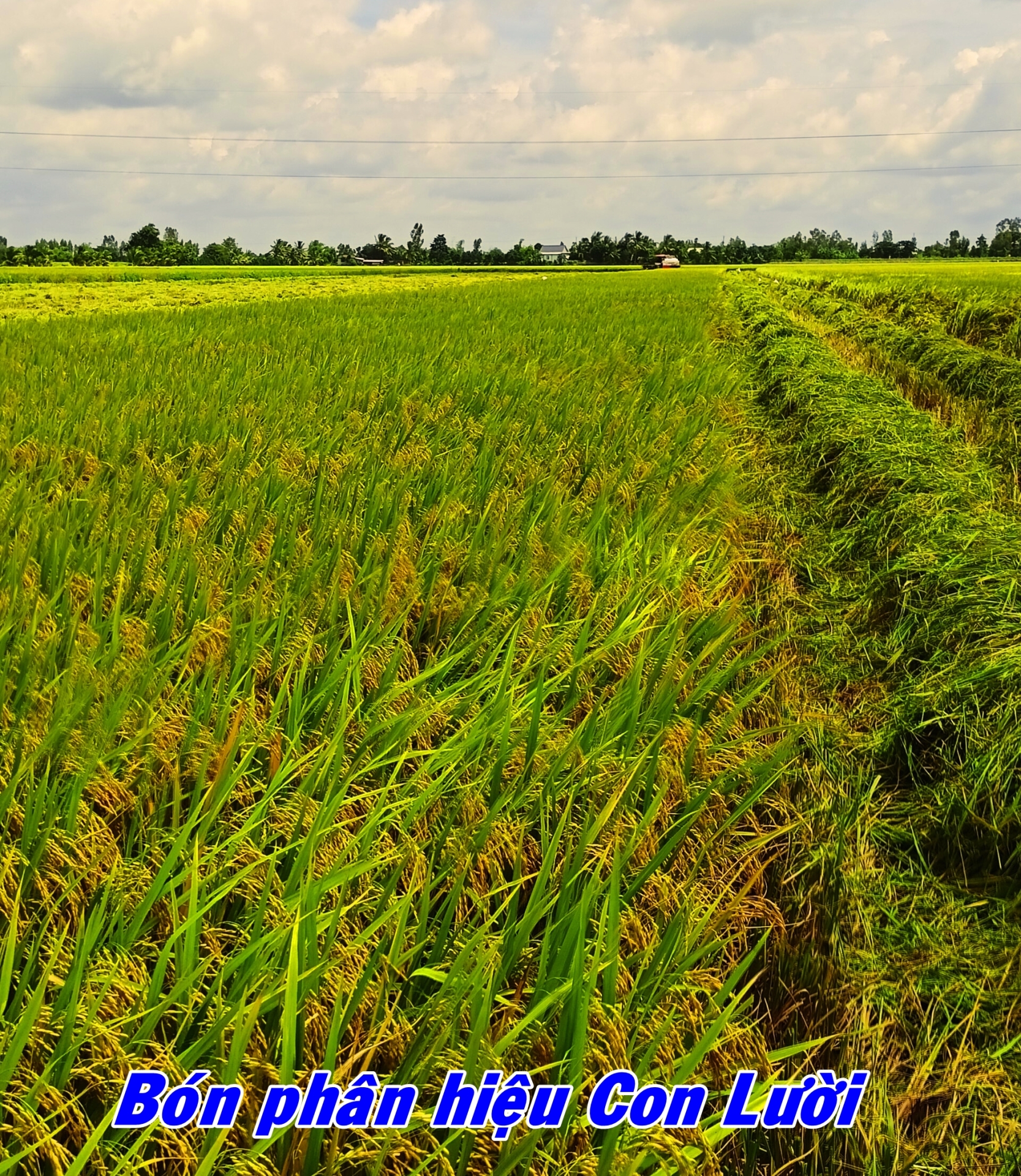 Phân bón hiệu Con Lười