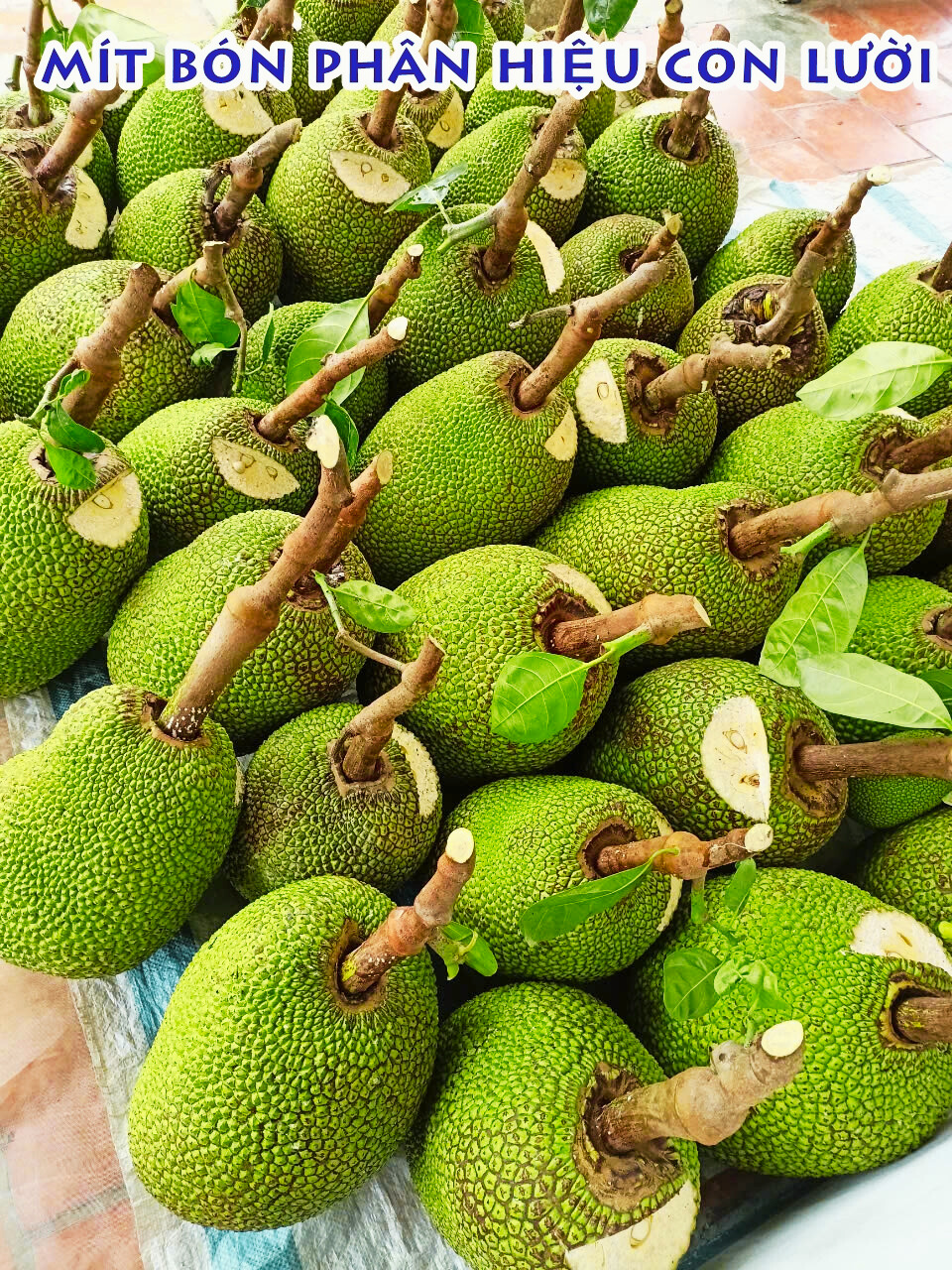 Phân bón hiệu Con Lười F35, mít