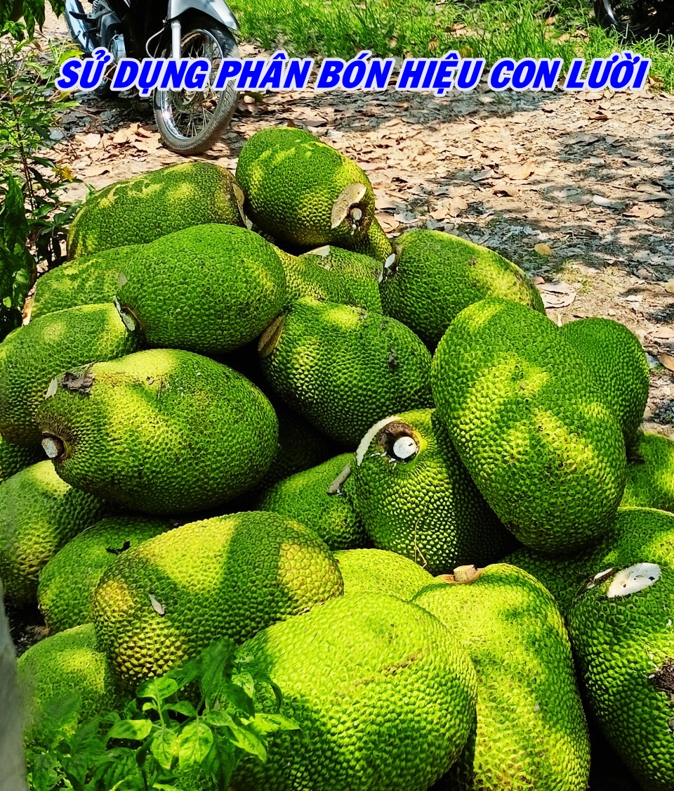 Phân bón hiệu Con Lười F35, mít