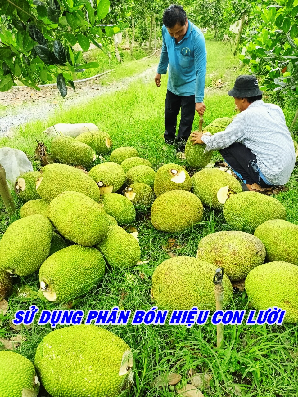 Phân bón hiệu Con Lười F35, cây mít