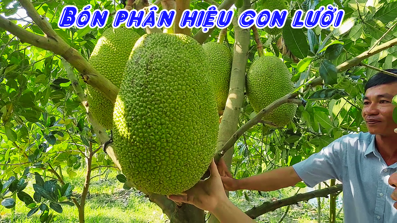 Phân bón hiệu Con Lười F35
