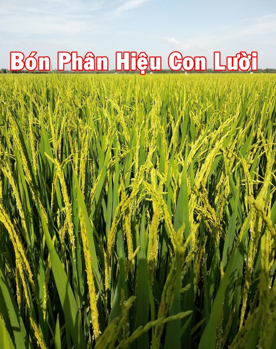 Đặc điểm lúa dùng phân bón hiệu Con Lười giai đoạn trỗ bông