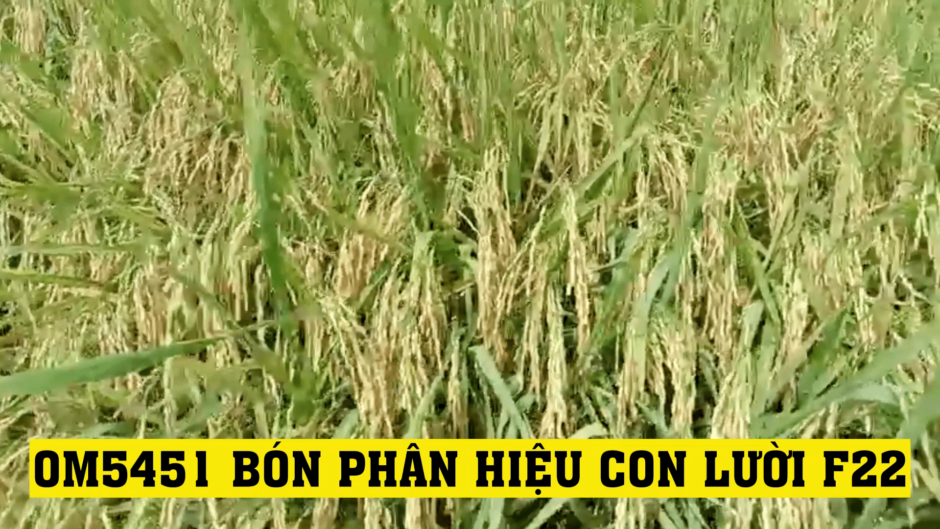 phân bón hiệu con lười, om5451