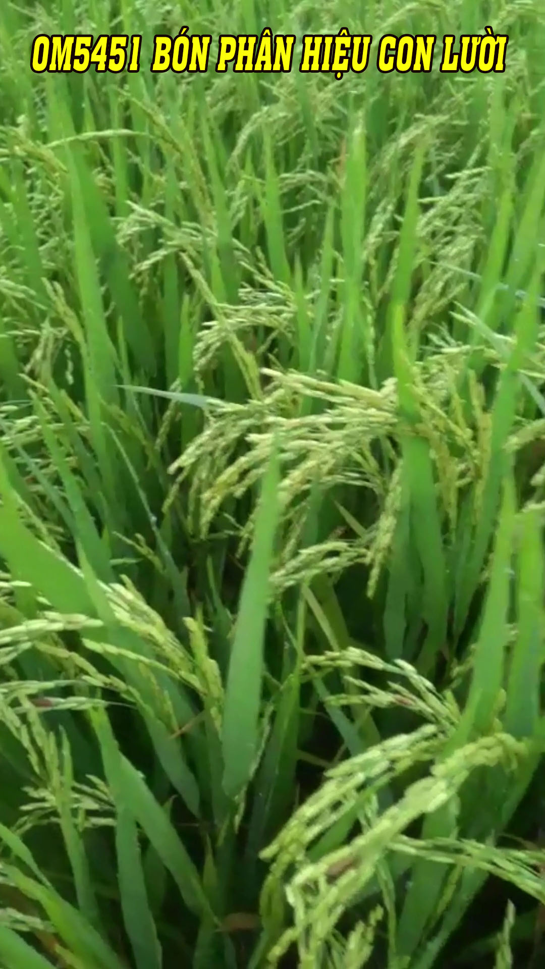 phân bón con lười, om5451,