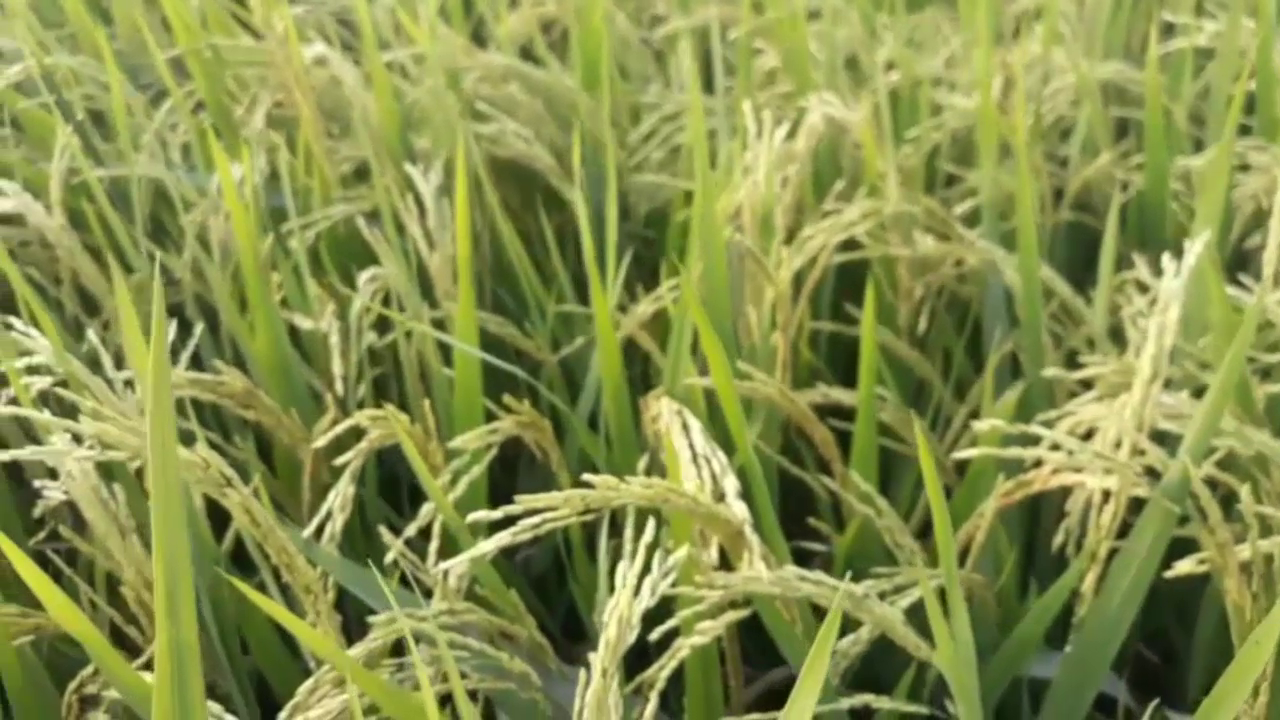 Phân hiệu Con Lười