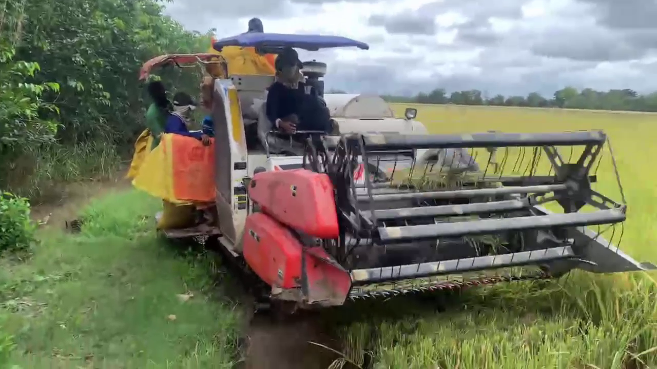 Phân bón hiệu Con Lười, lúa Đài Thơm Tám