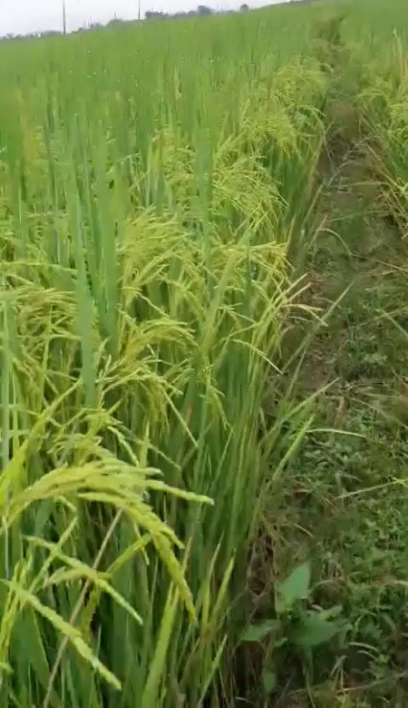 Phân bón hiệu Con Lười, Lúa St25