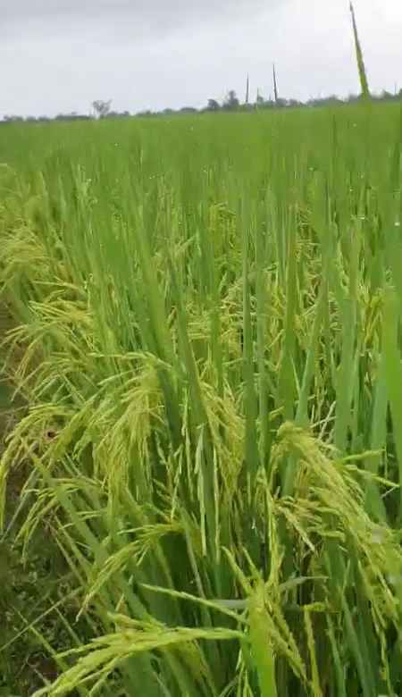 Phân bón hiệu Con Lười