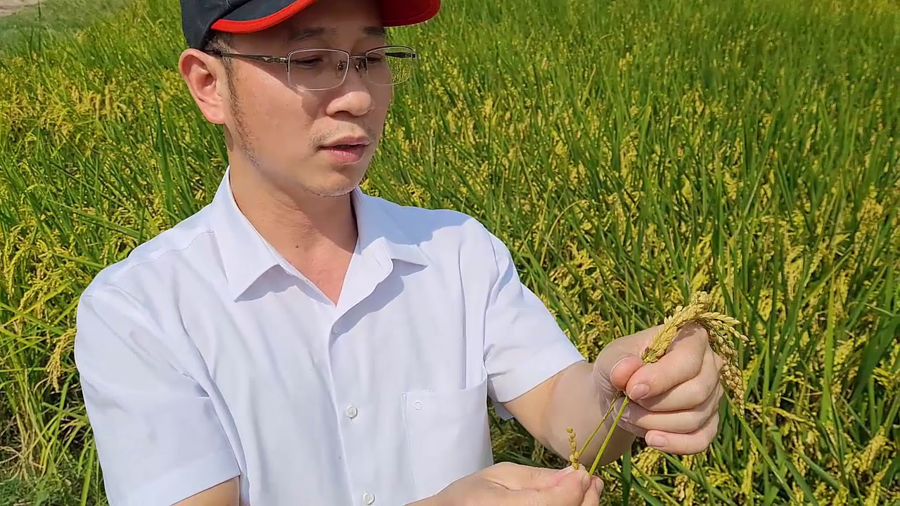 Phân bón hiệu Con Lười, lúa DS1