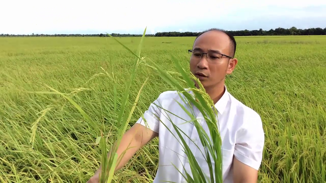 Phân bón hiệu Con Lười, Lúa RVT