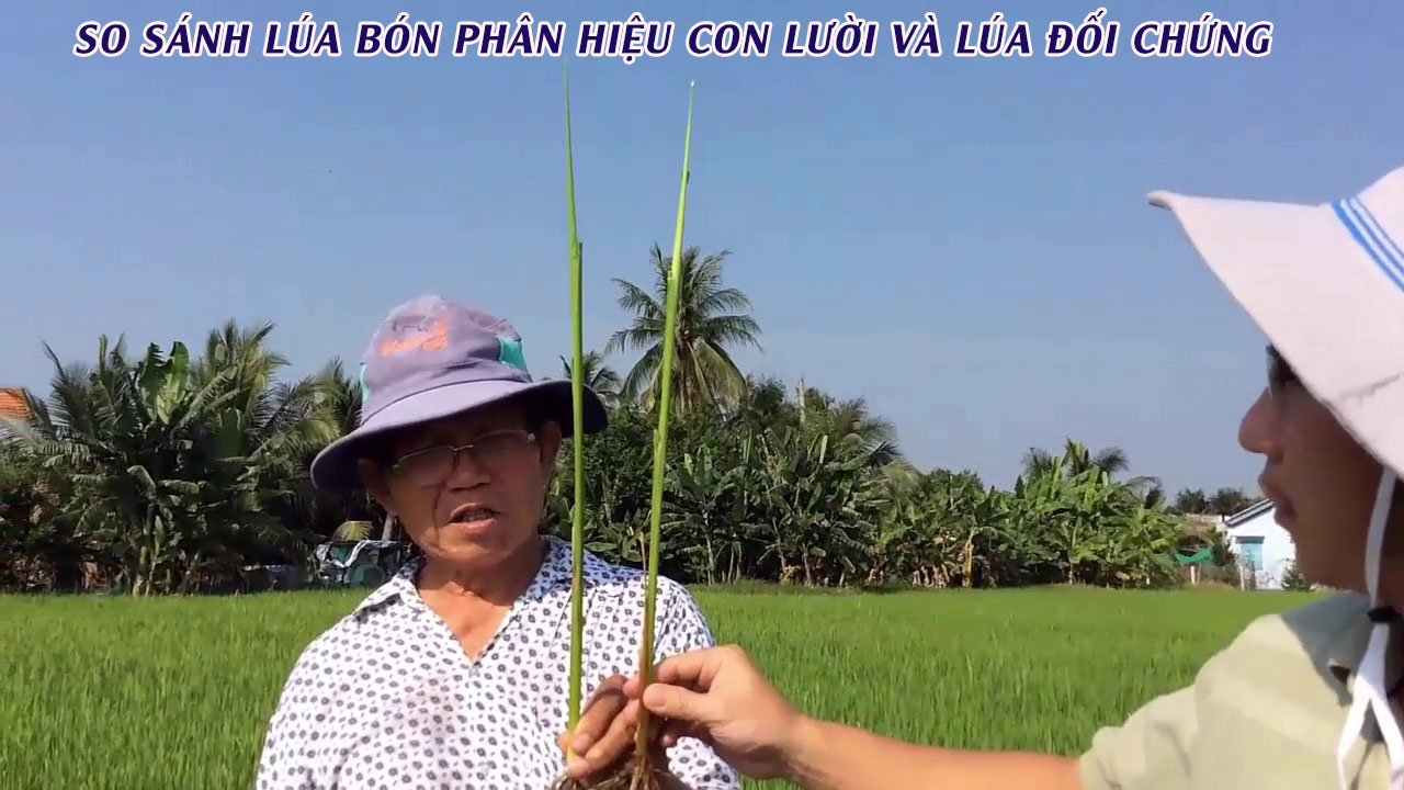 l&uacute;a, hiệu con lười, 