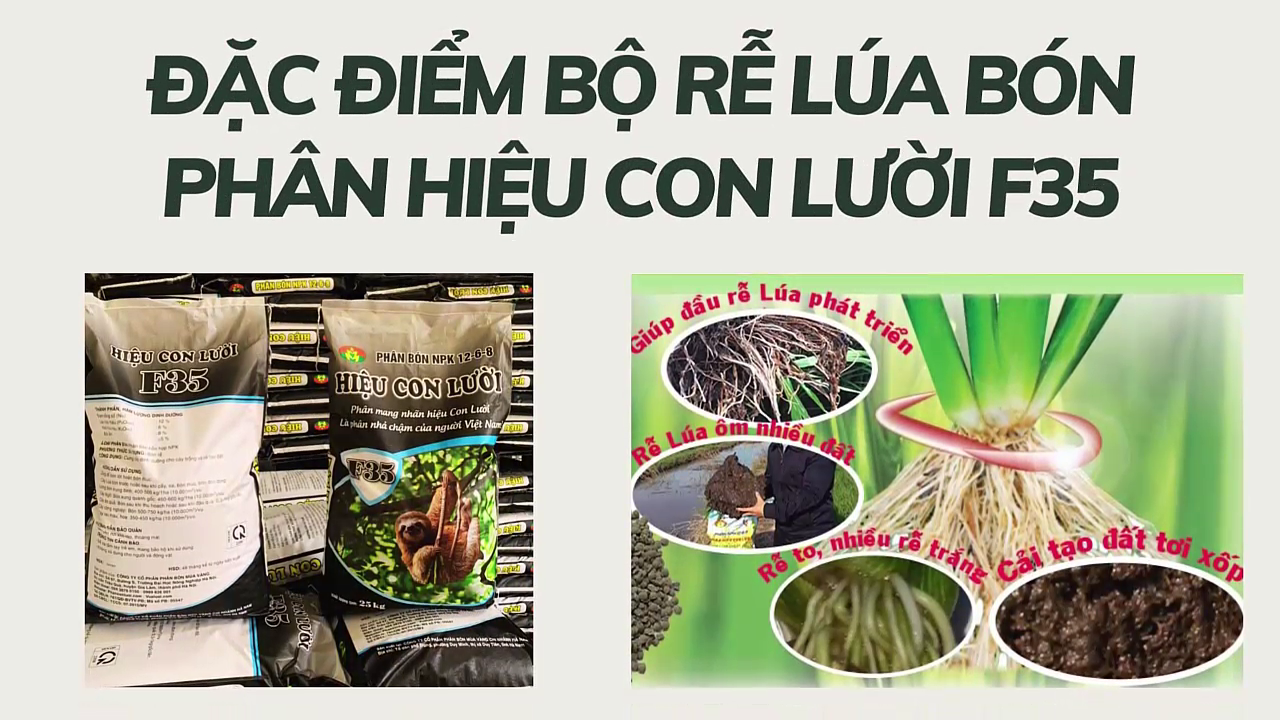 hiệu con lười, rễ