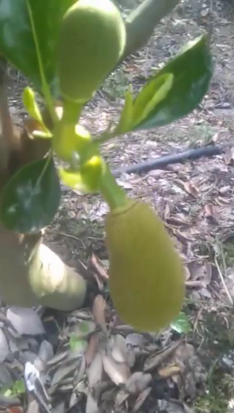 Ph&acirc;n b&oacute;n hiệu Con Lười F35