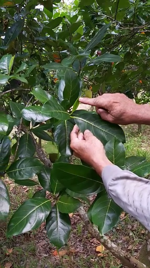 Phân bón hiệu Con Lười F35