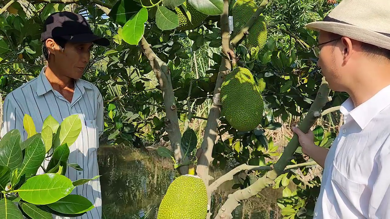 Phân bón hiệu Con Lười F35