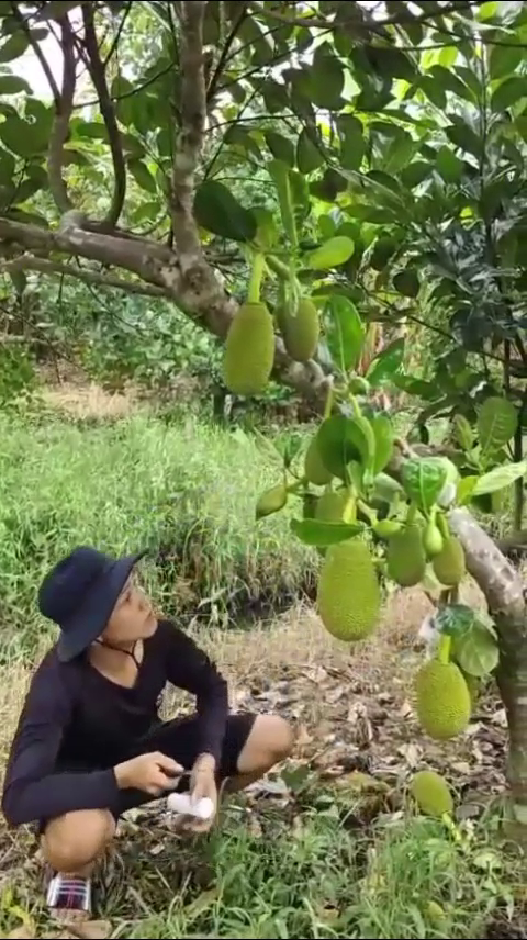 Phân bón hiệu Con Lười, mít