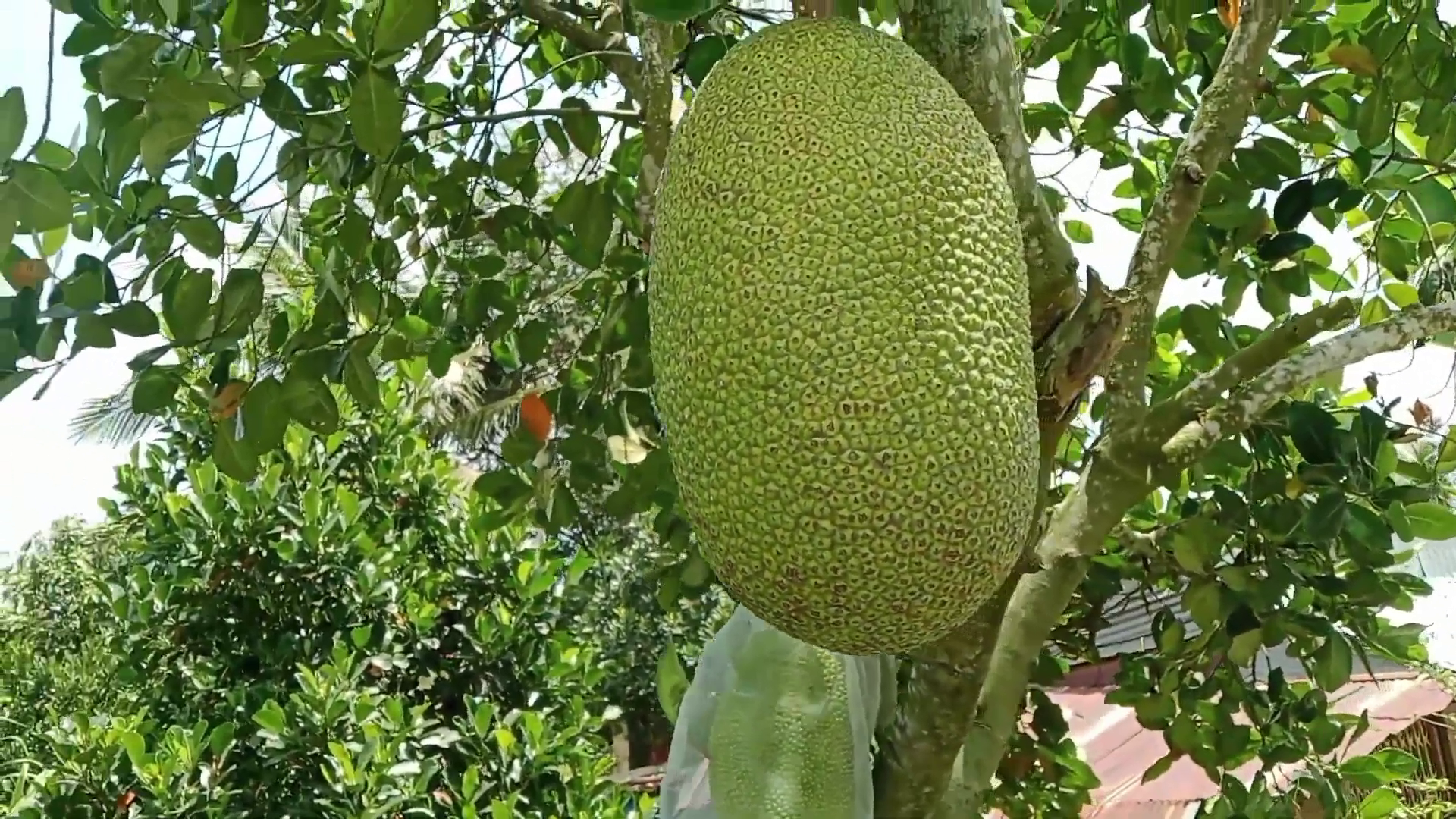 Phân bón hiệu Con Lười F35