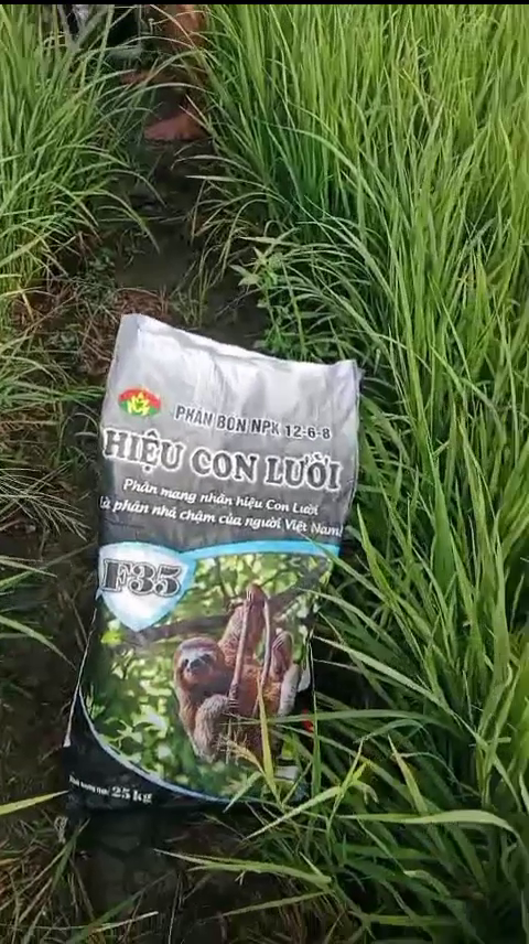 Phân bón hiệu Con Lười F35, lúa
