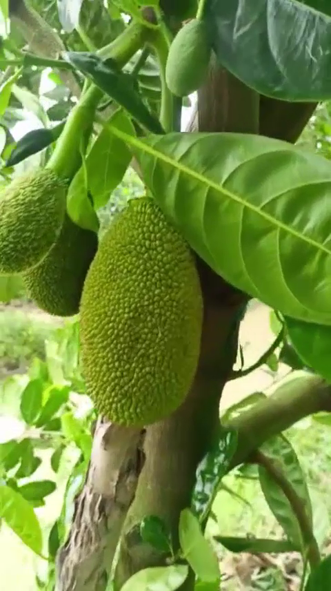 Ph&acirc;n b&oacute;n hiệu Con Lười F35