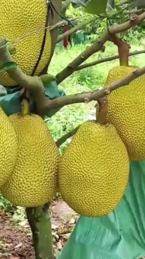 Phân bón tốt nhất cho cây mít, phân bón nhả chậm thông minh