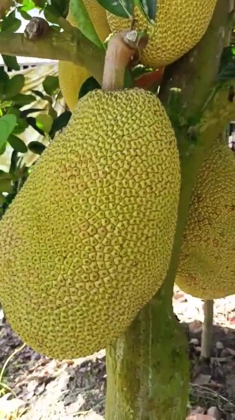 Phân bón hiệu Con Lười F35