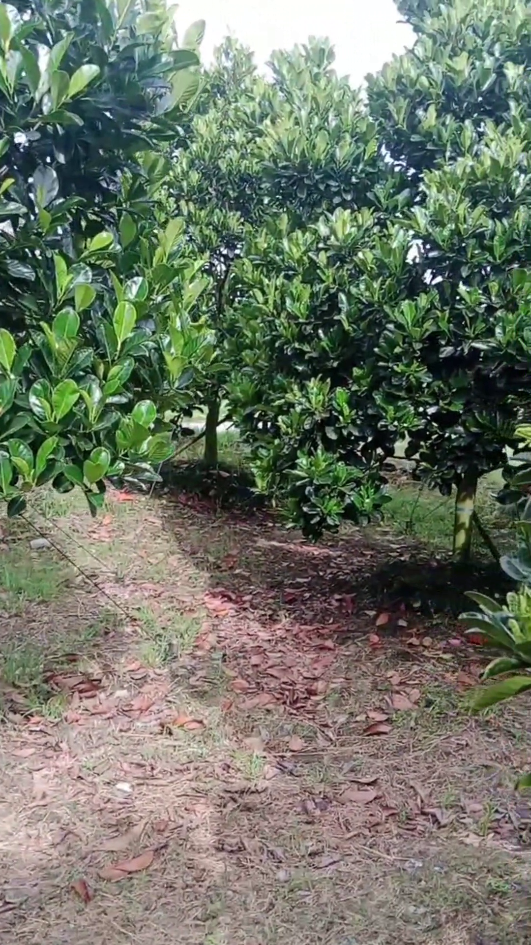 ph&acirc;n b&oacute;n hiệu con lười, 