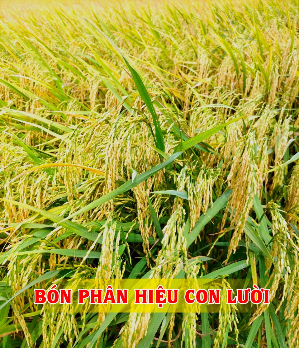 Lúa, phân bón hiệu con lười