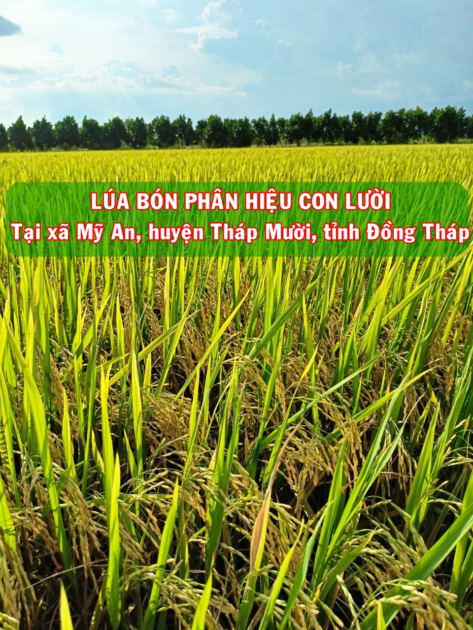 Phân bón hiệu Con Lười, lúa