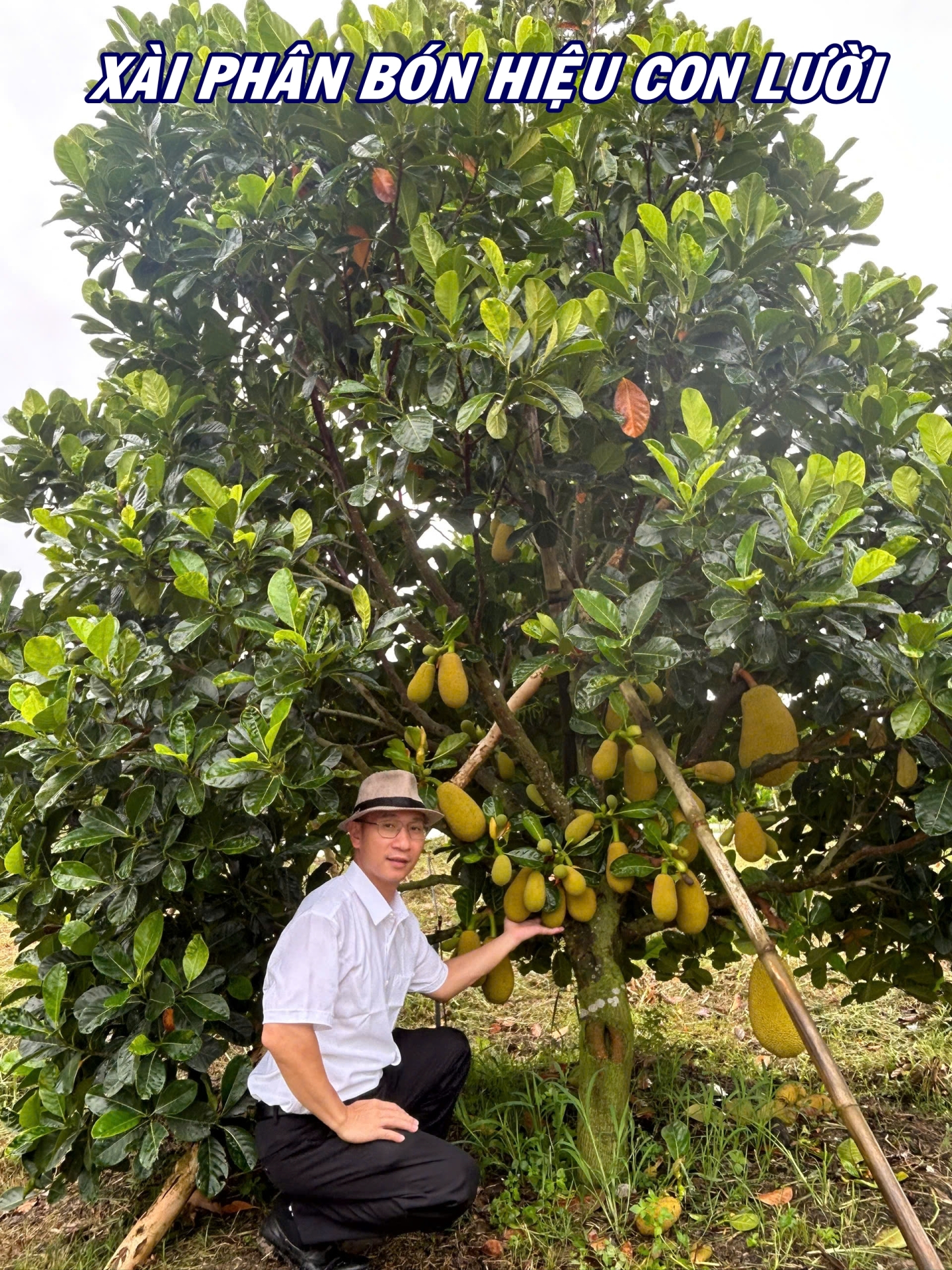Phân bón hiệu Con Lười F35