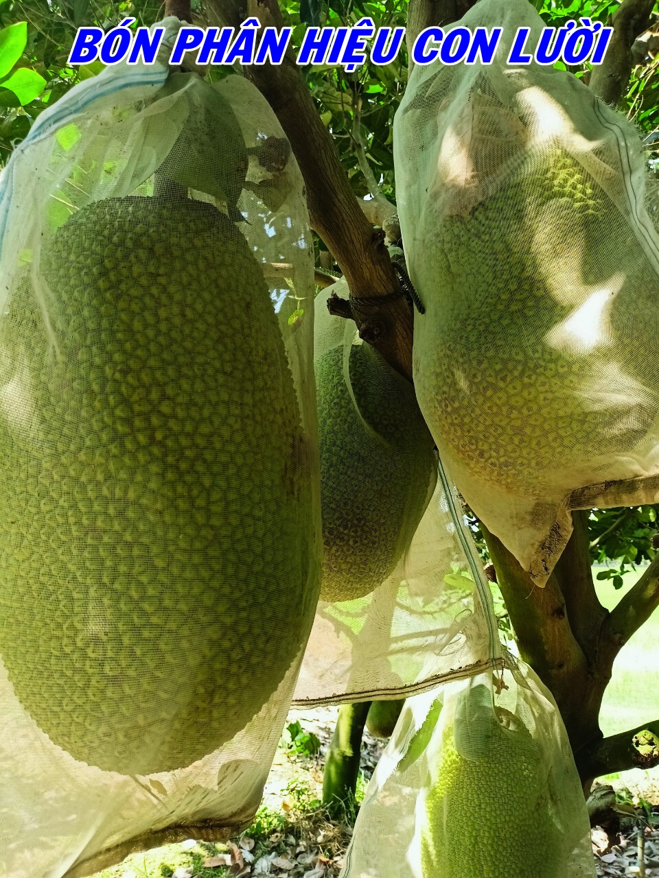 phân bón hiệu Con Lười F35, cây mít