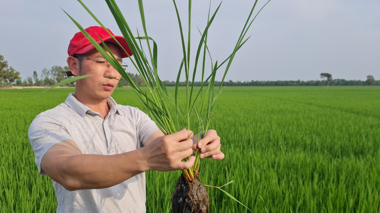 Phân bón hiệu Con Lười