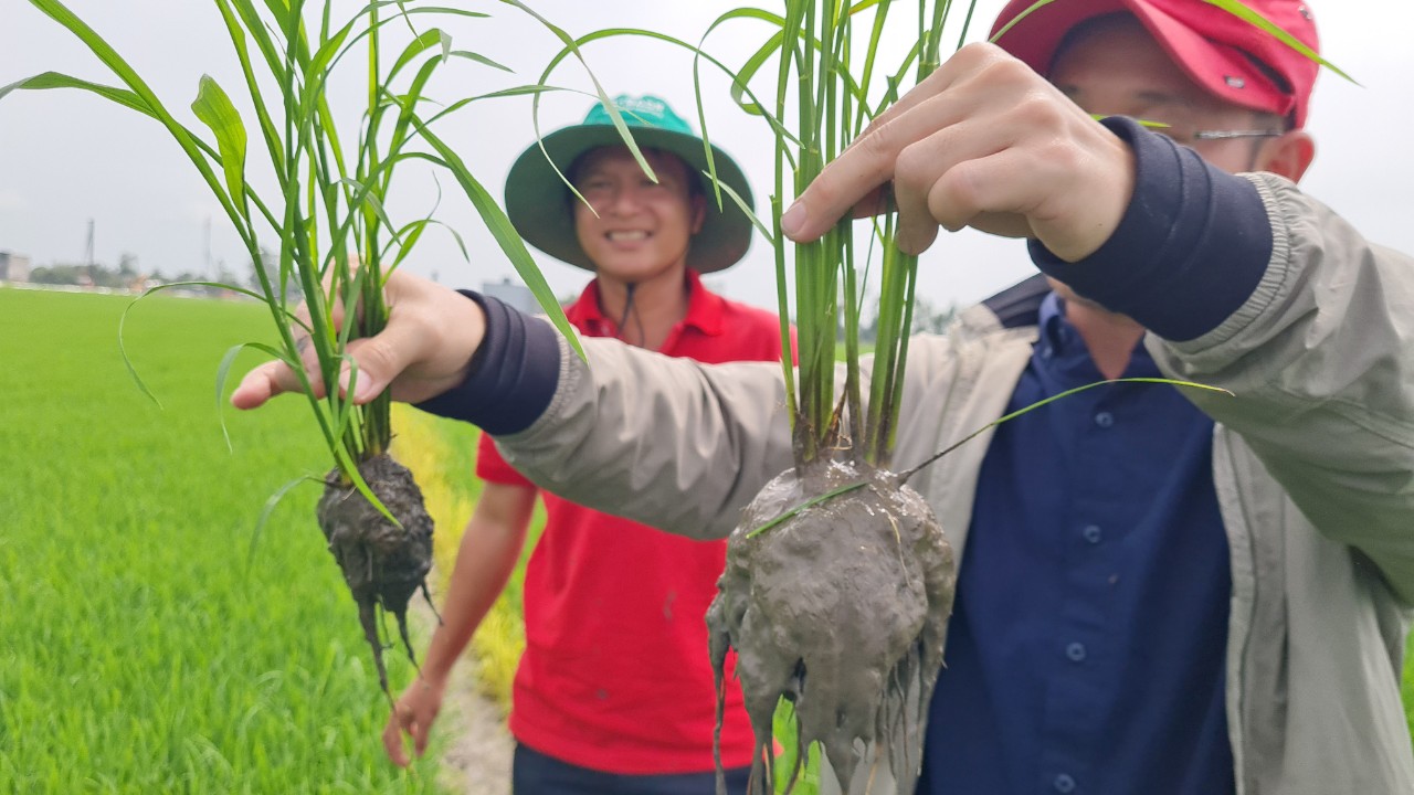 Phân bón hiệu Con Lười, cây lúa