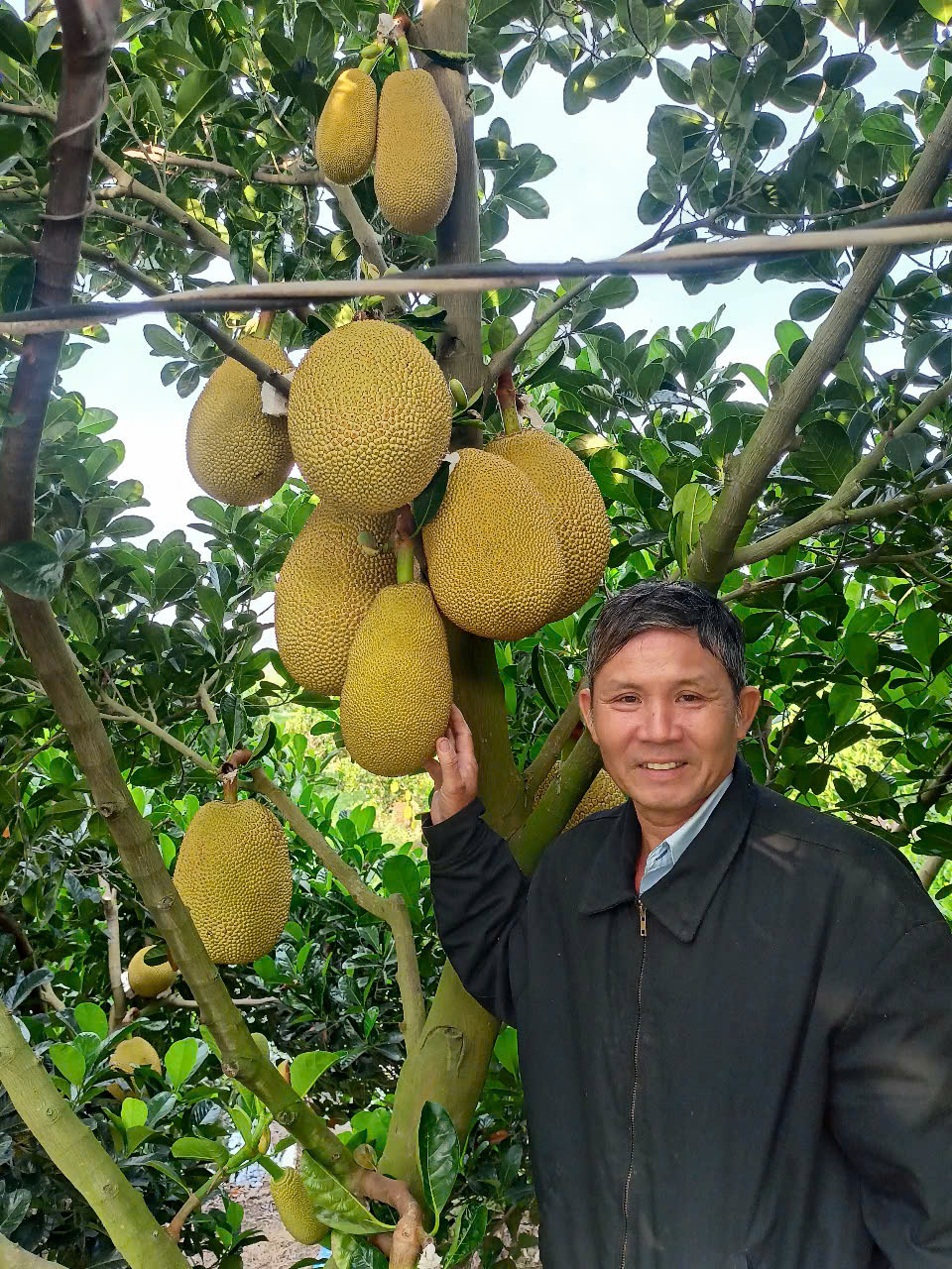 Phân bón hiệu Con Lười F35, mít ruột đỏ