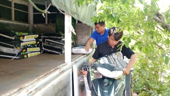 Hiệu Quả Phân Bón Con Lười F35 Trên Vườn Mít Tại Tiền Giang - Chia Sẻ Từ Nông Dân